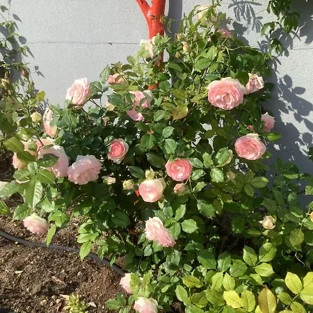 住宿加早餐酒店 Kairos 3*