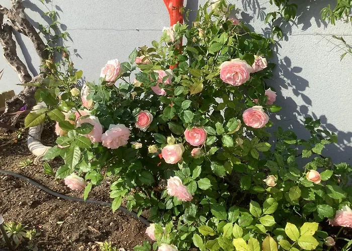 Bed and breakfast Kairos 3*